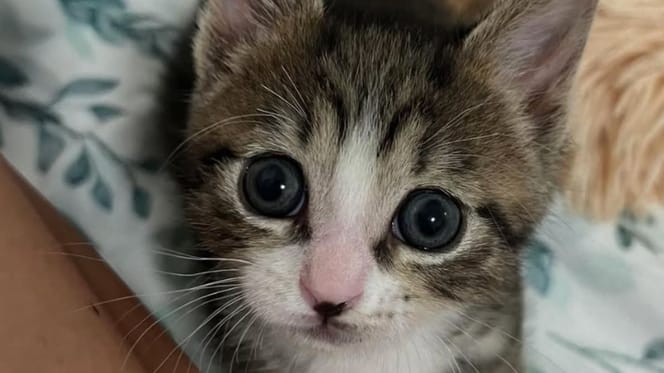 Un chaton minuscule arrive en famille d’accueil : elle trouve un moyen original pour l’aider à se développer