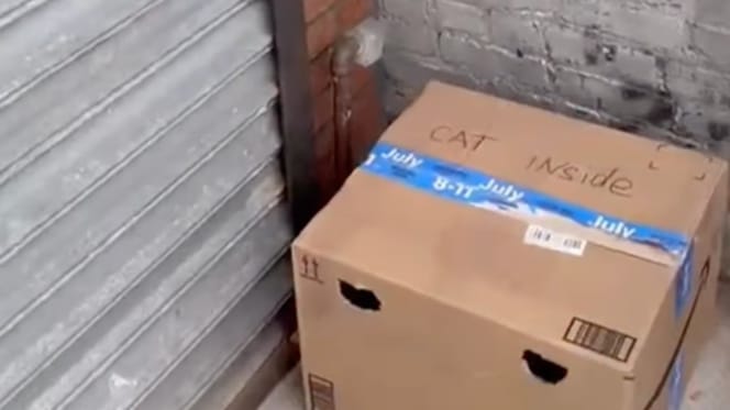 Cardboard box hidden behind bins: inside it, a trembling creature waits for rescue