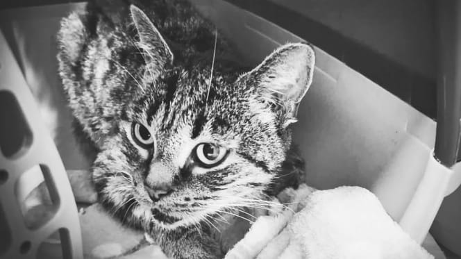 Katze Xylia
