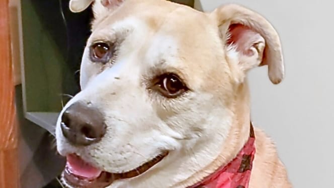 Die älteste Hündin des Tierheims adoptiert: 9 Jahre später kommt ein Brief …