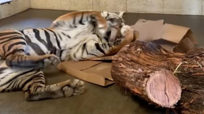 Tiger spielt mit Karton