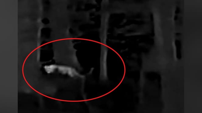 Handelt es sich hier um eine Raubkatze?