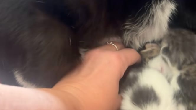 Ze filmt haar kat en ontdekt dat een kleine indringer zich tussen de kittens heeft genesteld (Video)