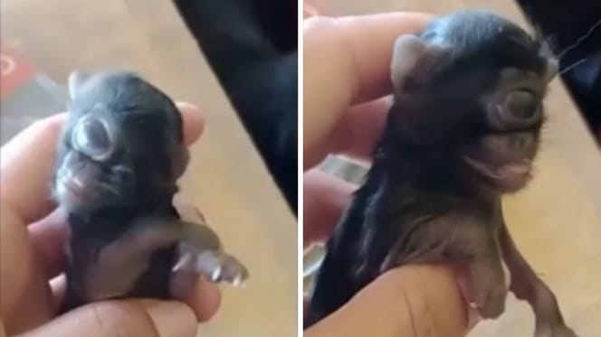 Kiedy ten kociak przyszedł na świat, opiekun nie mógł uwierzyć w to co widzi (video)