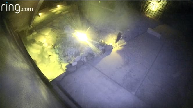 Kojote schleicht sich in den Garten