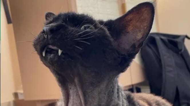 Cat with bone cancer now looks like a character from The Simpsons