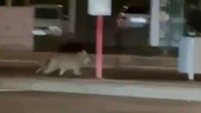 Wolf läuft durch Lüdenscheid