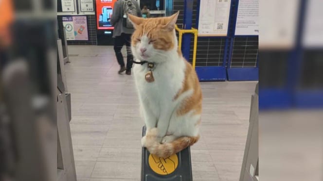 Tributes pour in after beloved Stevenage station cat Nala dies