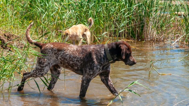 Dans la Creuse, un chien meurt après un contact avec un sanglier malade