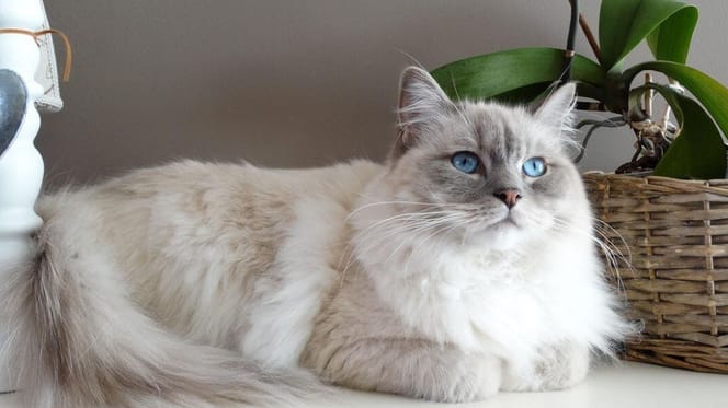 do ragdoll cats shed: ragdoll cat next to plant