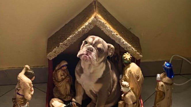 Perros y gatos en el Belén