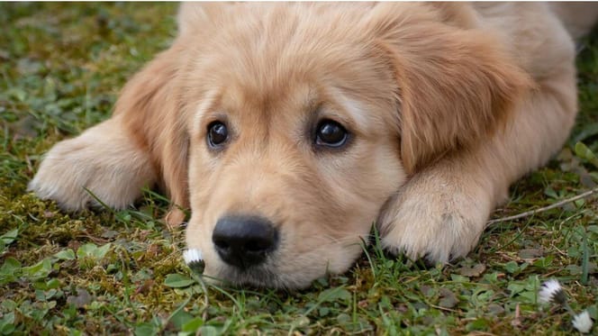 Christmas warning over misleading puppy ads as demand rises in the UK