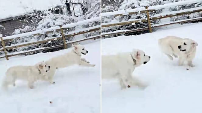 Golden Retriever im Schnee