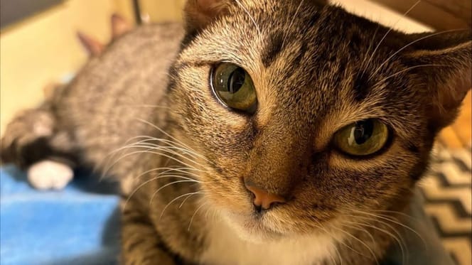 Een kat verschijnt in haar tuin met drie kittens: op het moment van adoptie gaat een beslissing alles veranderen