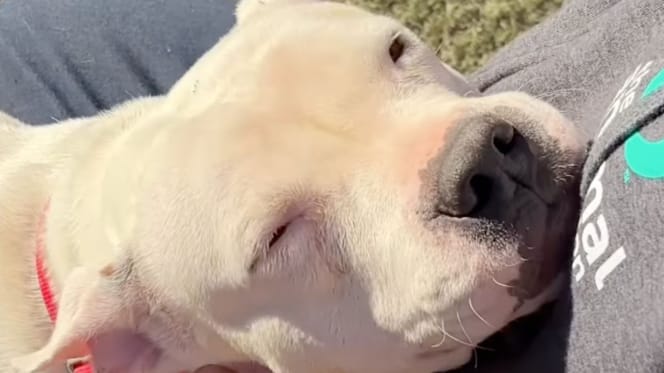 Patient dog melts hearts while waiting for her forever home