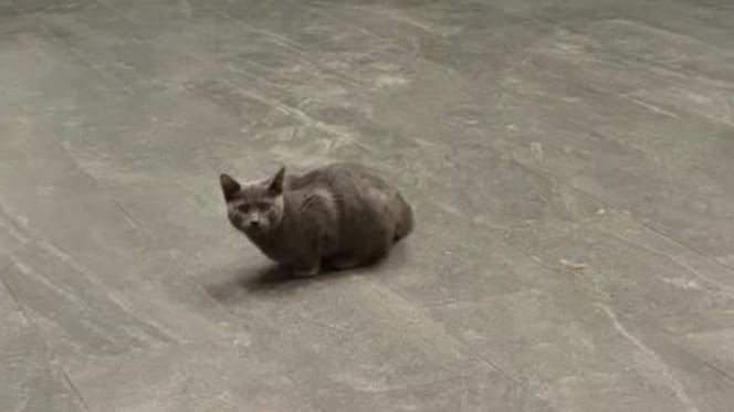 Bloqué dans un bâtiment désert : comment ce chat errant a survécu grâce à une note laissée sur la porte