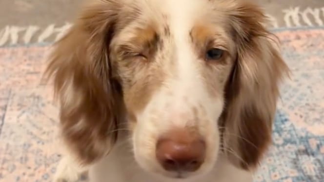 Un éleveur veut euthanasier un chiot aveugle : un coup de fil va faire basculer son destin