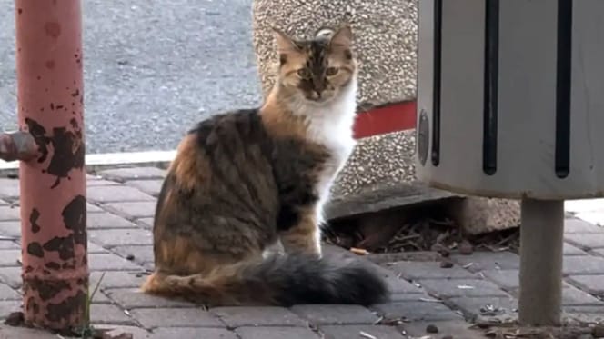 Kitten found by a bin reveals a heartbreaking past