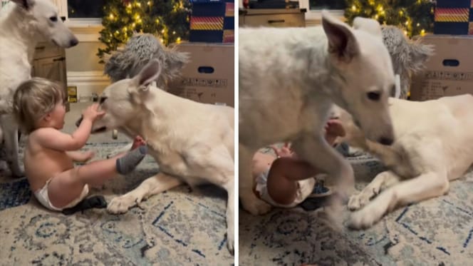 Mały chłopiec kontra dwa ogromne psy. To nagranie wywołuje skrajne emocje