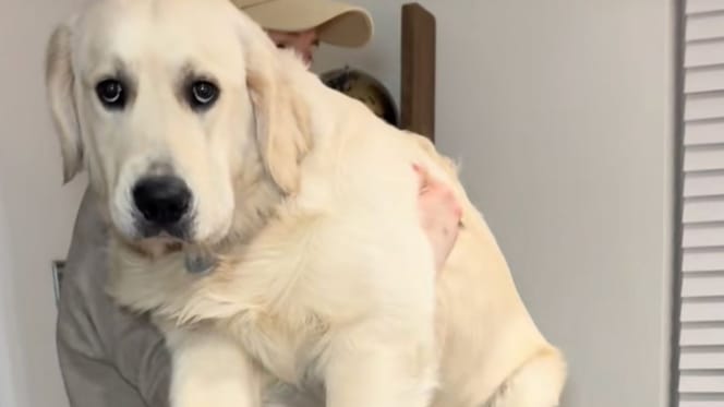 Seven-month-old Golden Retriever's hefty weight goes viral