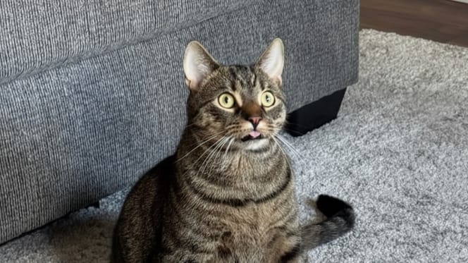 Une famille est inquiète pour la langue de son chat : le vétérinaire leur fait la meilleure des réponses