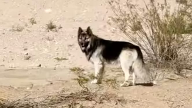 Husky found wandering in the desert: ICE linked to his heartbreaking abandonment