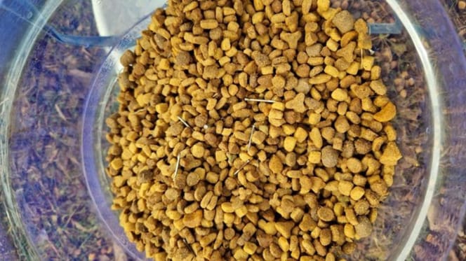 Nägeln in einem Napf mit Katzenfutter