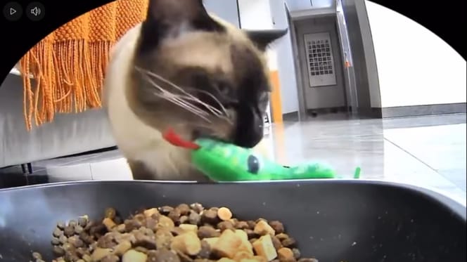 Katze trägt Spielzeug in den Napf