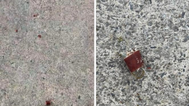 des friandises piégées pour les chiens