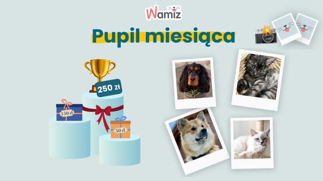 Pupil miesiąca Wamiz. Zagłosuj na swoje ulubione zdjęcie i pomóż mu wygrać nagrodę!