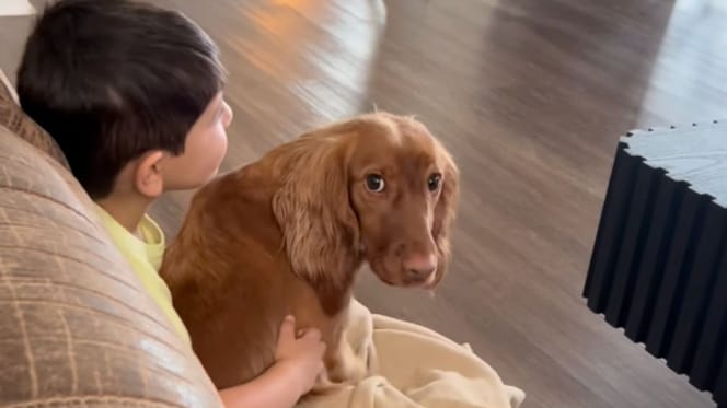 Un chien d’assistance détecte un danger pour un enfant diabétique et fait fondre Internet