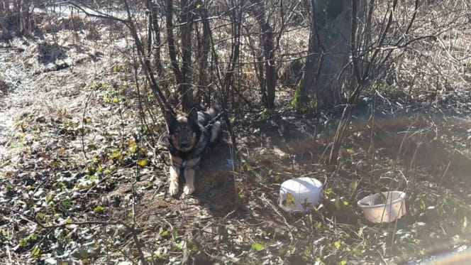 Czujność strażników leśnych uratowała mu życie. Jeszcze kilka chwili i byłoby za późno