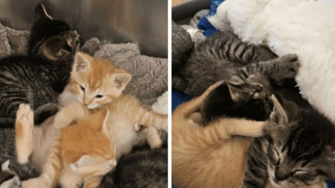 Seconds from being crushed: man saves tiny kittens dumped in a cardboard box