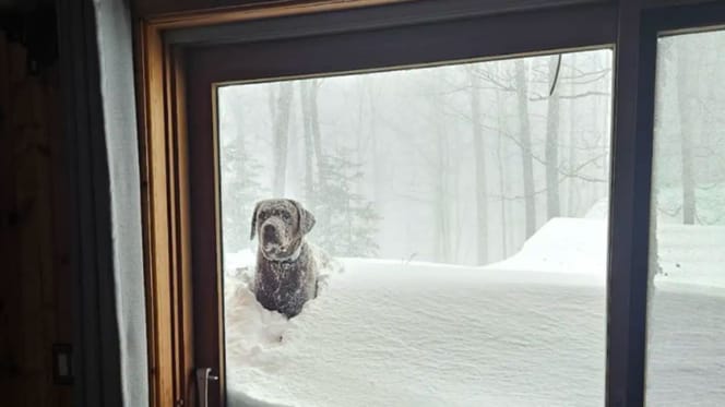 Labrador trotseert sneeuwstorm in de tuin: de reden voor zijn tocht doet harten smelten