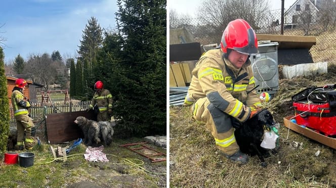 Tragiczny pożar w Gdańsku. Strażacy robili, co w ich mocy, by ratować poszkodowane psy