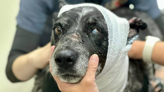 A 12 anni e mezza cieca, una cagnolina salva la famiglia dall'attacco di un orso