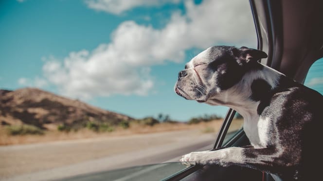 Vacanze col cane 2026: come organizzarsi al meglio?