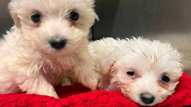 7 pseudohodowli czeka na interwencję. Fundacja mówi: STOP. „Doszliśmy do ściany”