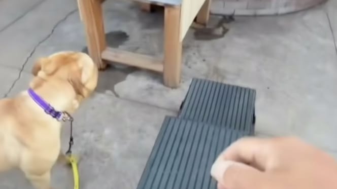 Dierenarts stelt duidelijke diagnose: deze hond is gedumpt om een simpele operatie