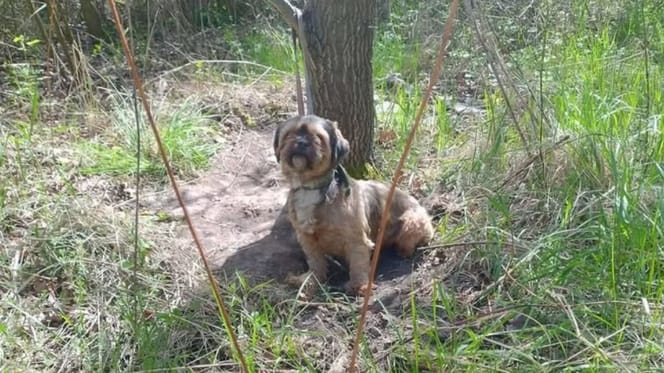 Stary, więc niepotrzebny. Właściel shih tzu ze Świdnicy przywiązał psa do drzewa i zostawił na pastwę losu