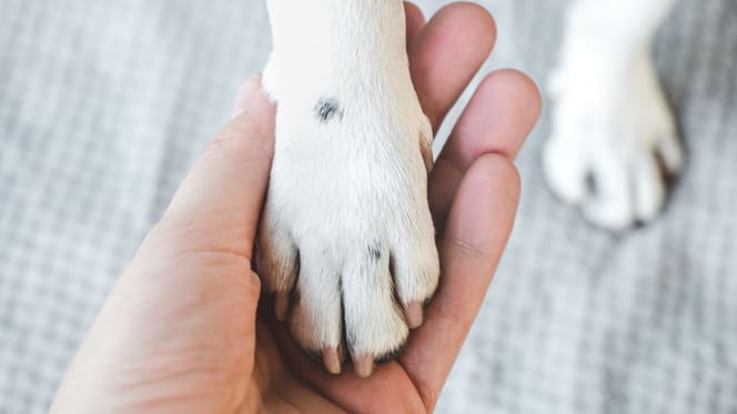 « Tombé du ciel » : un petit chien est jeté du premier étage sous les yeux choqués de passants
