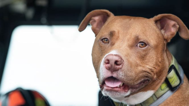 Veteraan laat zijn hond achter bij kazerne: de reden is hartverscheurend