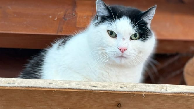 Katze Brummi