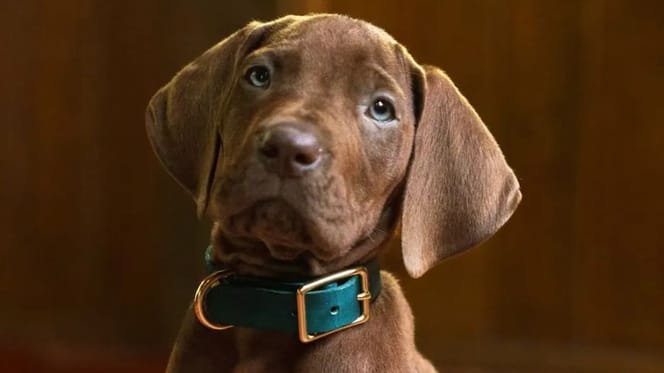 Netflix unveils its live-action Scooby-Doo series starring a real dog
