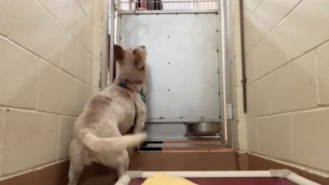 Eenzaam achter de tralies: de hartverscheurende video van een asielhond