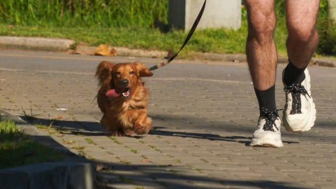 Mann bringt Fundhund ins Tierheim: Kurz darauf fliegt eine besonders fiese Masche auf!