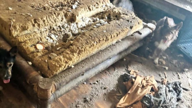 Zernagtes Bett mit den geretteten Hunden