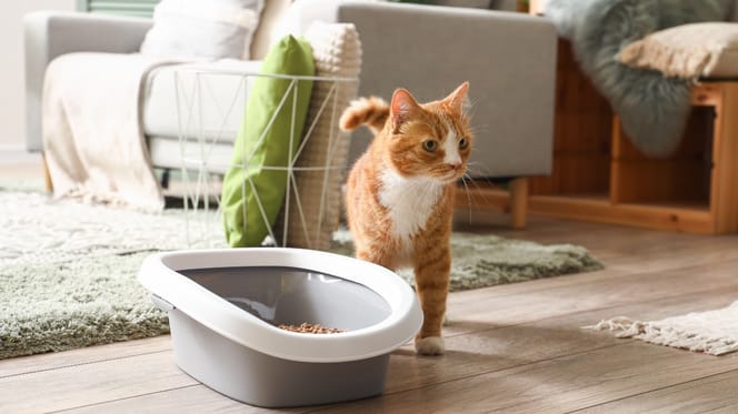 Der schlimmste Ort im Haus für das Katzenklo Ihrer Katze!