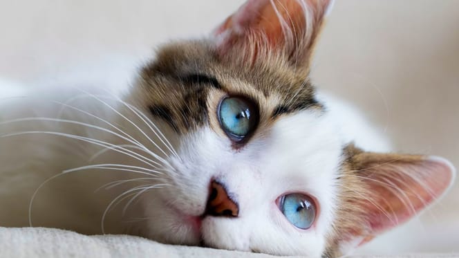 Cats link words to objects four times faster than human babies, study reveals