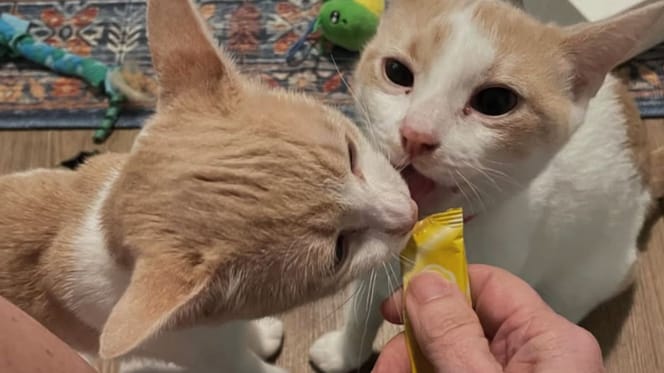 Sauvés d'un vide sanitaire : des chatons inséparables prennent un nouveau départ